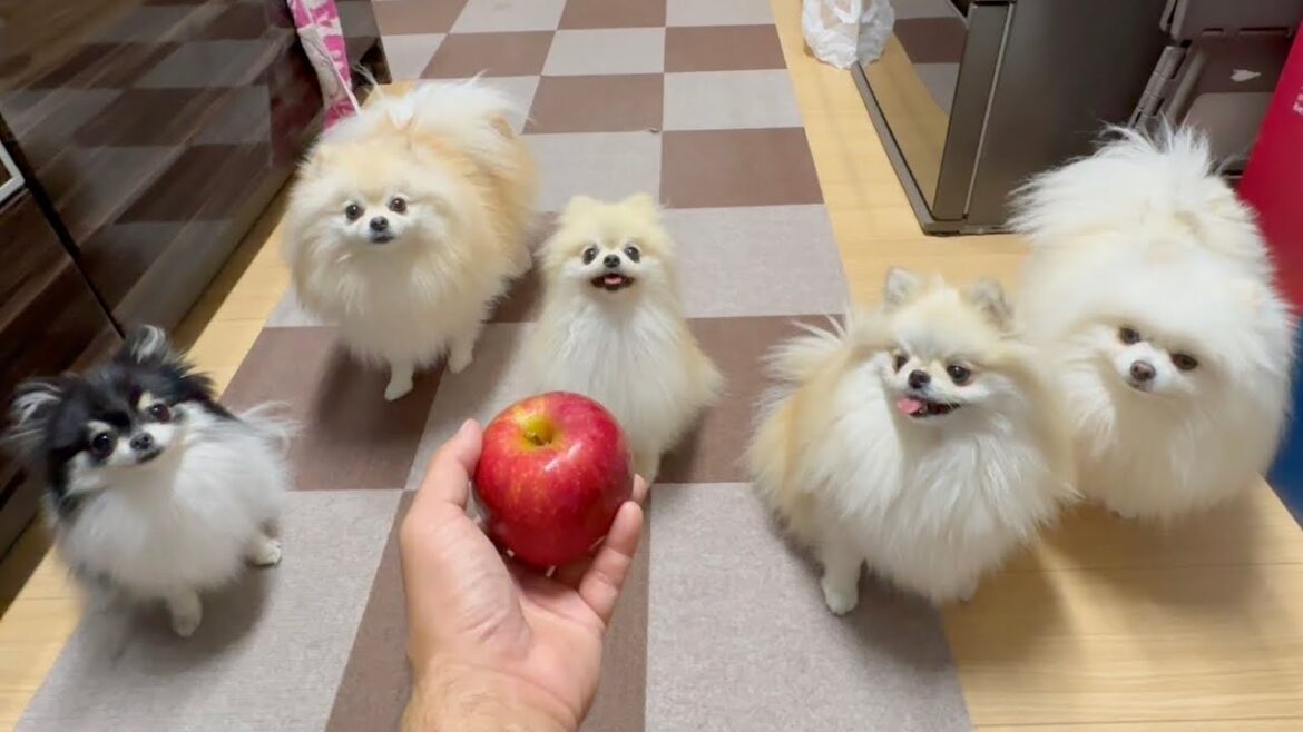 大好きなリンゴを見せるとポメラニアン達はこうなります 大好きなリンゴを見せるとポメラニアン達はこうなります