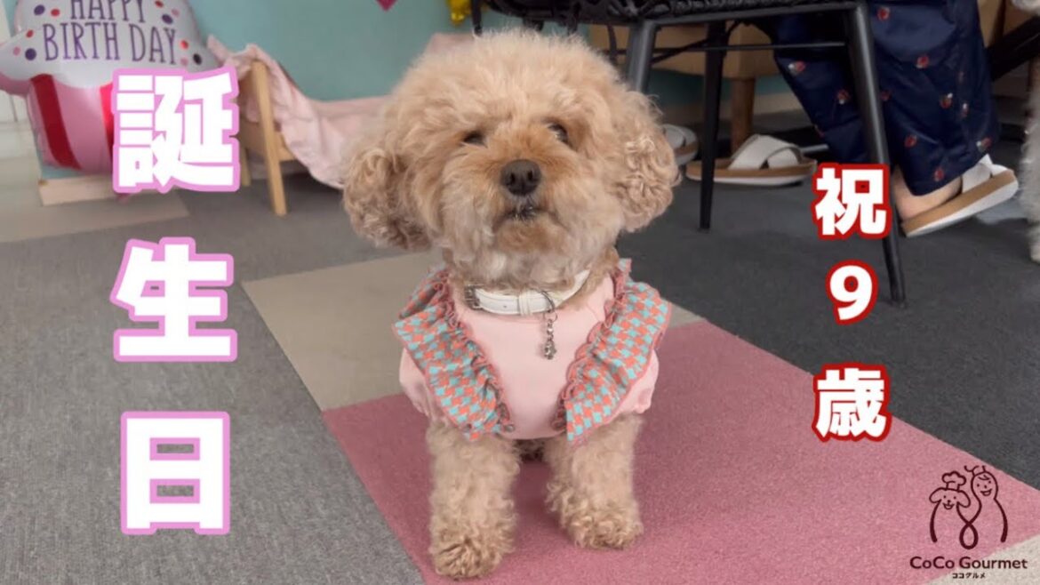 大好物だらけの誕生日会に我を忘れてやらかしてしまうトイプードルww【ココグルメ】