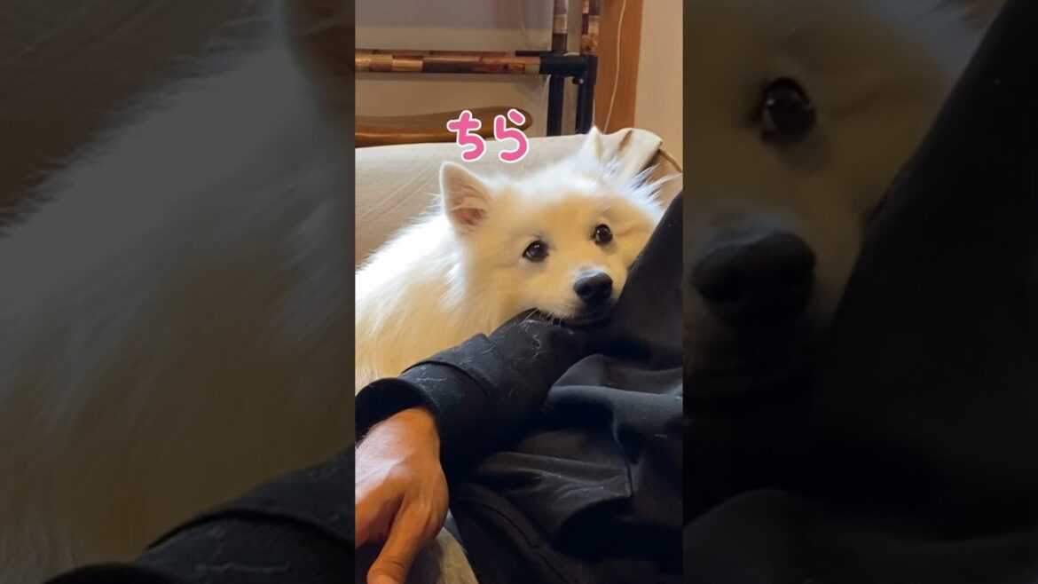 犬の言うことを聞かないとこうなる　#japanesespitz #日本スピッツ #shorts
