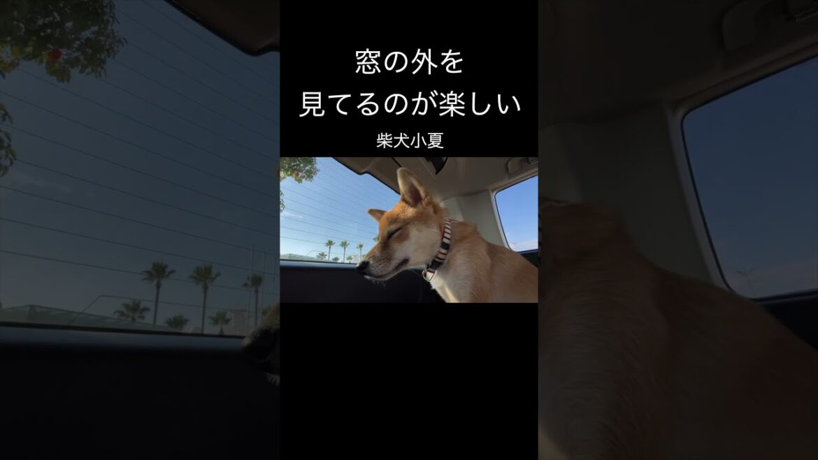窓の外が気になる柴犬  #神戸 #dog 窓の外が気になる柴犬  #神戸 #dog