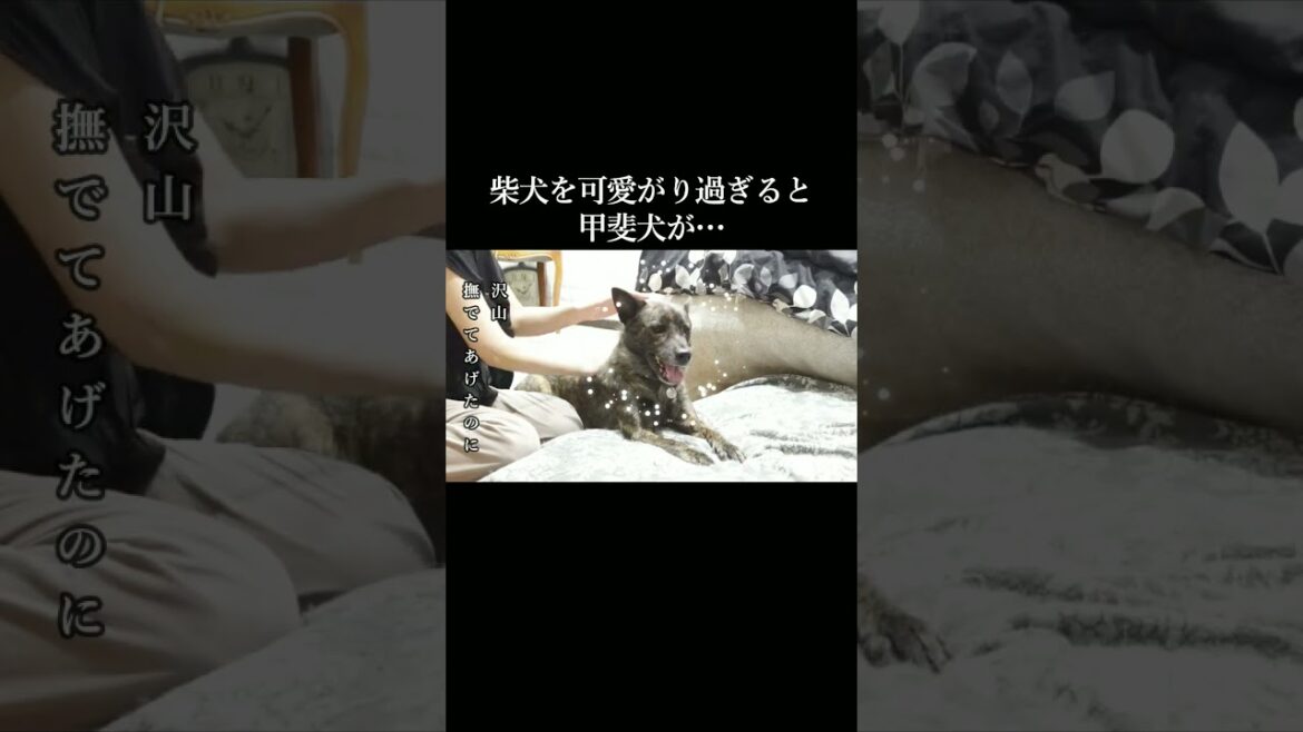 柴犬を撫でまわしてたら甲斐犬の視線が痛かった！ #甲斐犬 #柴犬 #youtubeshorts