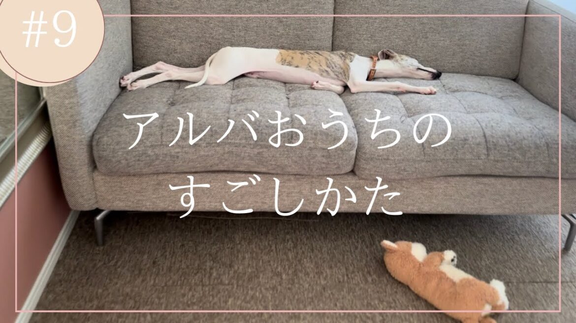 ＃９アルバおうちのすごしかた