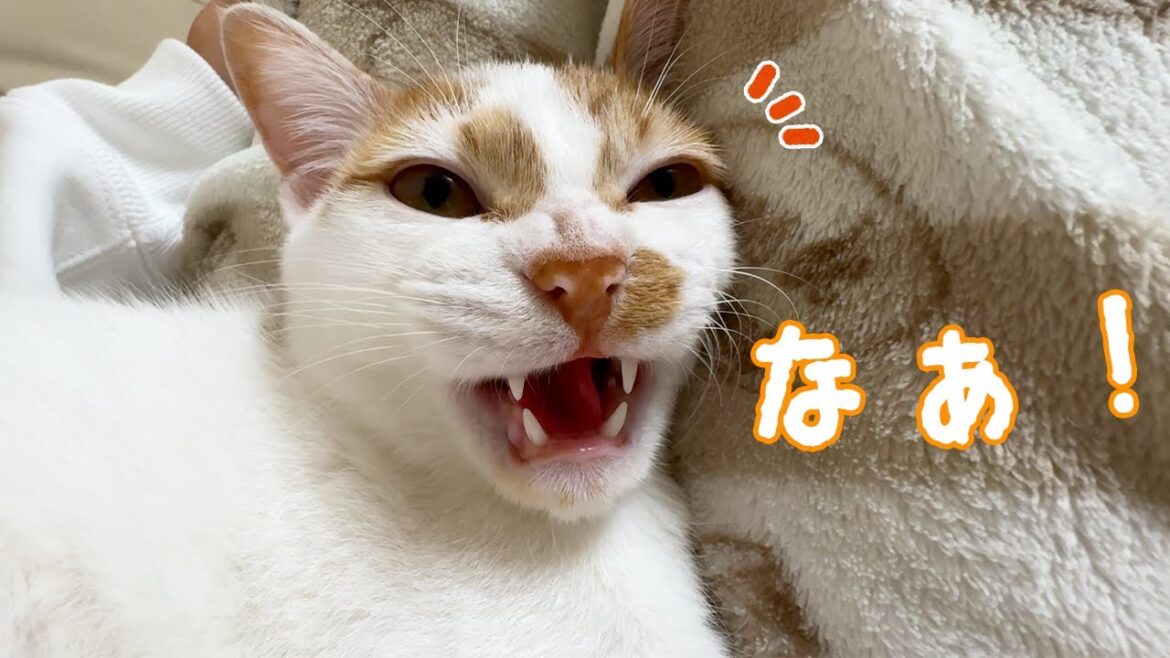 我が家の猫はこうやってお返事猫に育っていきます！