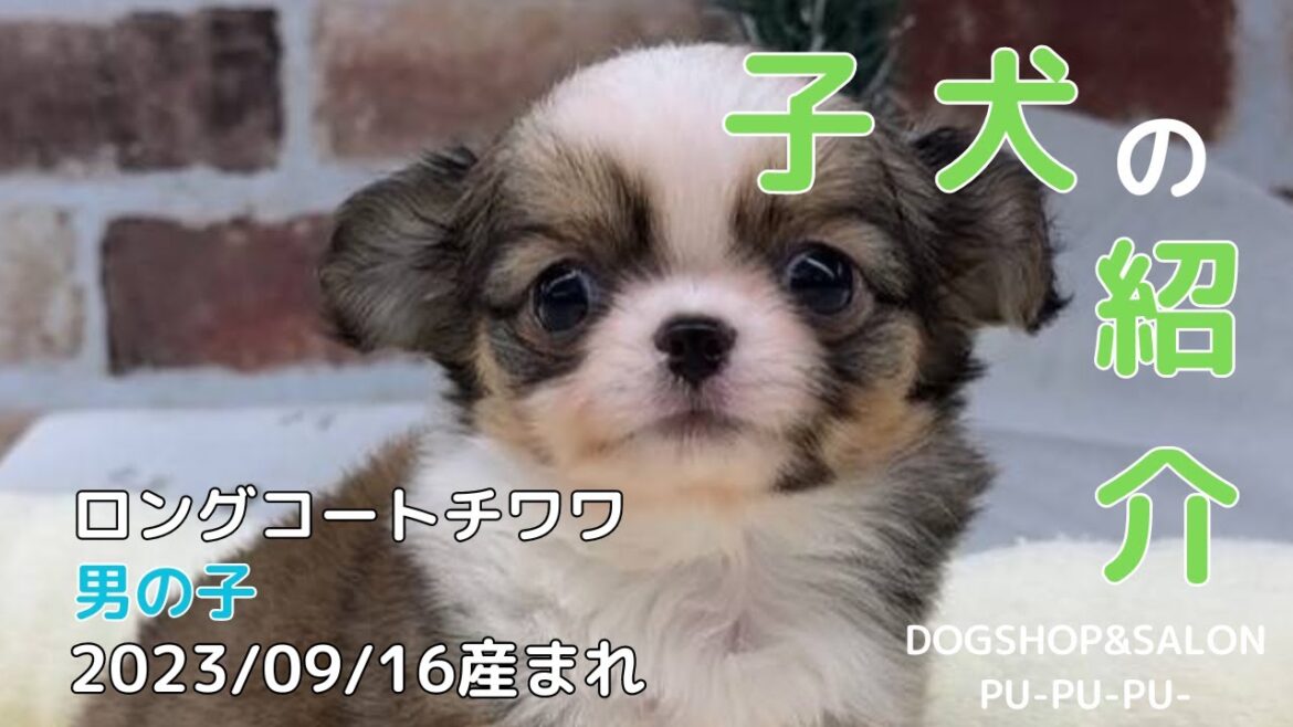 ロングコートチワワの男の子【ペットショップ ドッグサロン プープープー 北海道 函館市 子犬 販売】