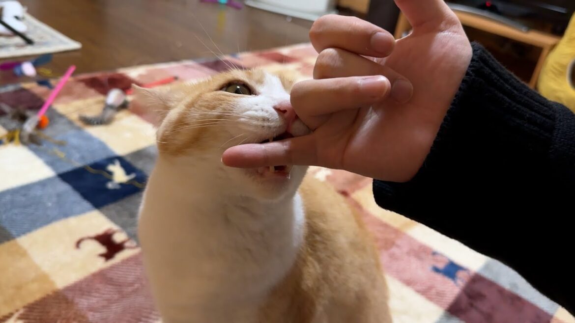 ロビンに指をガジガジされながら実家に帰ってきて困ってることを話す