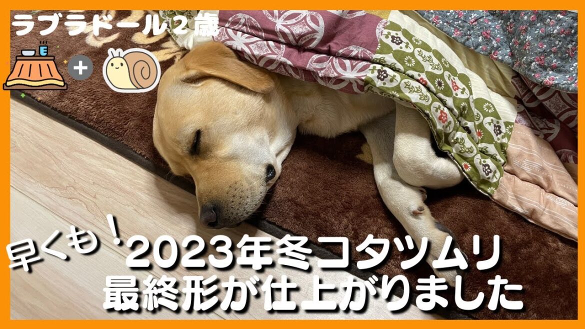 【ラブラドールレトリーバー】コタツが好き過ぎて、ばぁばのお誘いを拒否する大型犬　2023年冬早くもコタツムリ最終形にたどり着く
