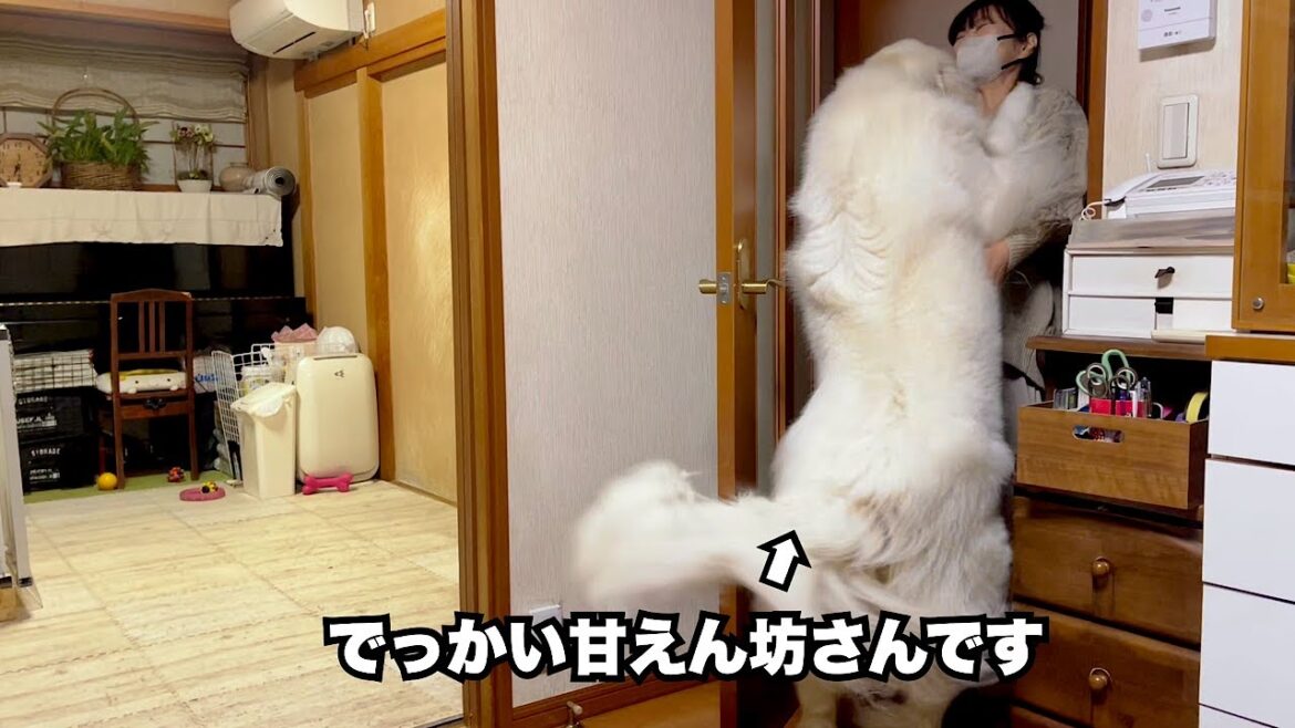 １日ぶりの祖父母に会いたくて仕方がなかった超大型犬【甘えん坊編】