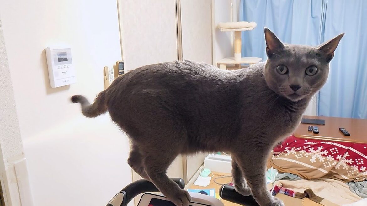 【猫動画】かまってほしい時のツンデレロシアンブルー【russianbule】Tsundere Russian Blue when you want attention