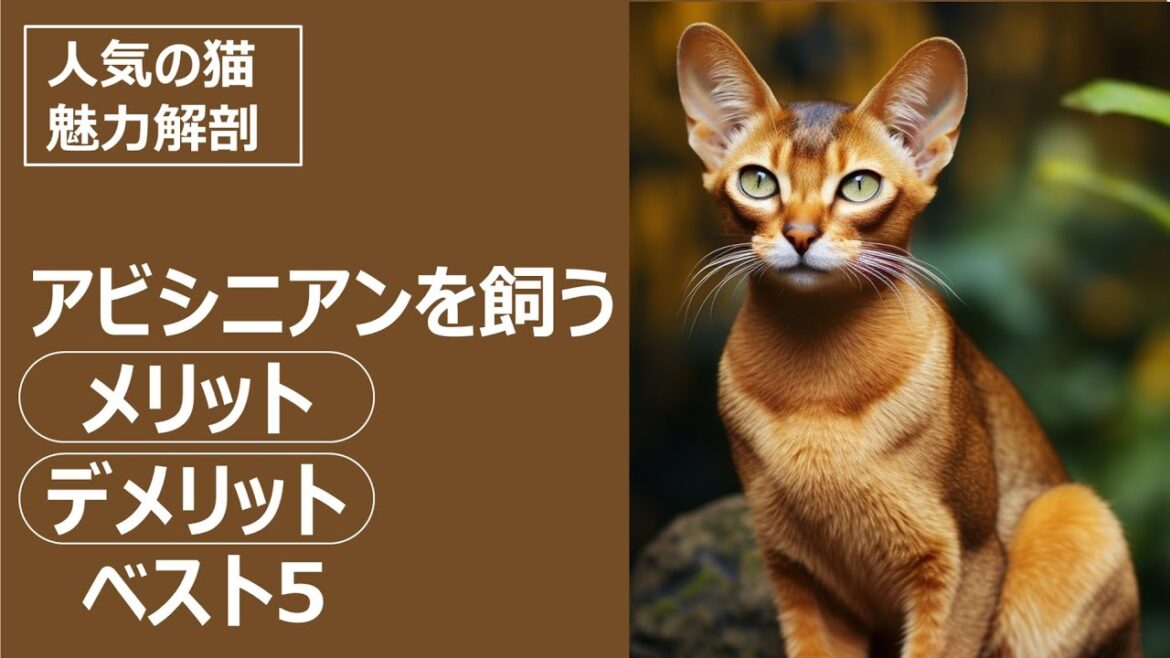 人気の猫 魅力解剖！アビシニアンを飼うメリット・デメリットベスト5