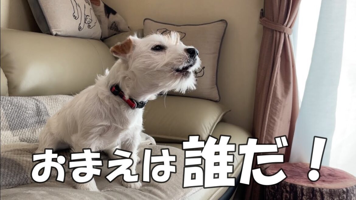 【侵入者だ！】初めて見る自分の姿に戸惑い侵入者と勘違いするジャックラッセルテリアの子犬