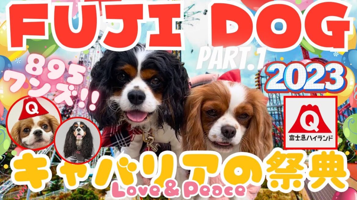 【キャバリアの祭典】富士急ハイランドでFUJI DOGが再び‼️「日本最大級」最高のイベント💛前編[Part.1]
