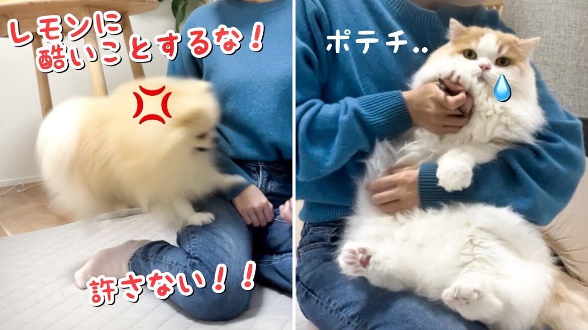 猫が酷い目にあい、守ろうとキレるポメラニアンが健気すぎた泣
