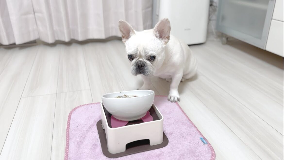 【天才犬】今日はなんだか機嫌が悪いようです…【フレンチブルドッグ frenchbulldog】