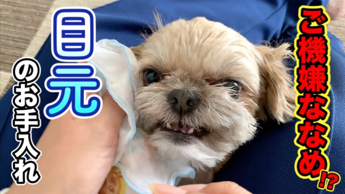 【犬 ケア】ご機嫌ななめ!? 目元のお手入れ チワワ×シーズー 【犬 ケア】ご機嫌ななめ!? 目元のお手入れ チワワ×シーズー