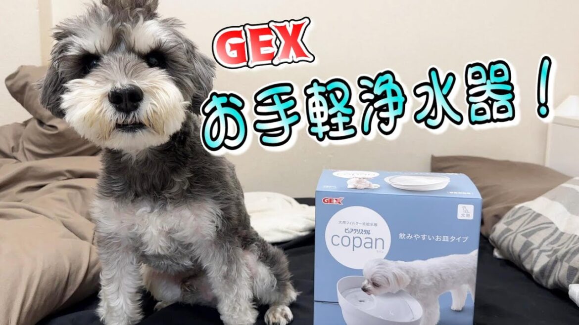 ついに我が家にも犬用浄水器が！コスパ最強GEX ピュアクリスタル開封！【ミニチュアシュナウザー】