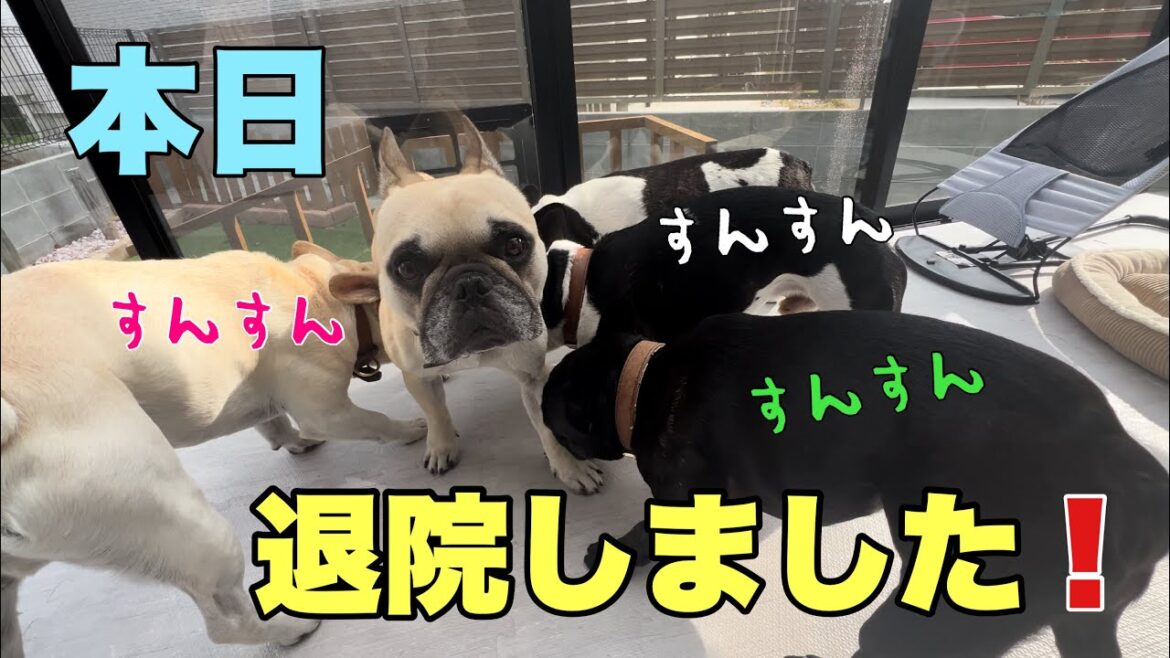 久しぶりの再会にストーカー並みにひっつきまくる兄弟たち 久しぶりの再会にストーカー並みにひっつきまくる兄弟たち