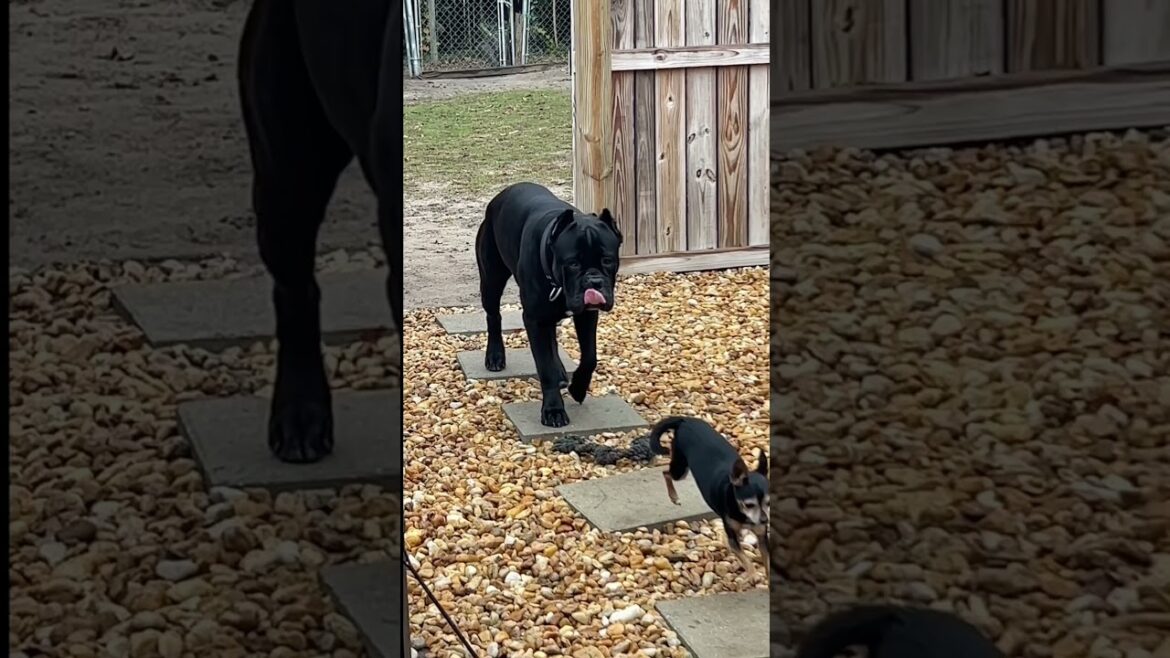 Cane Corso & Chihuahua shorts #canecorso