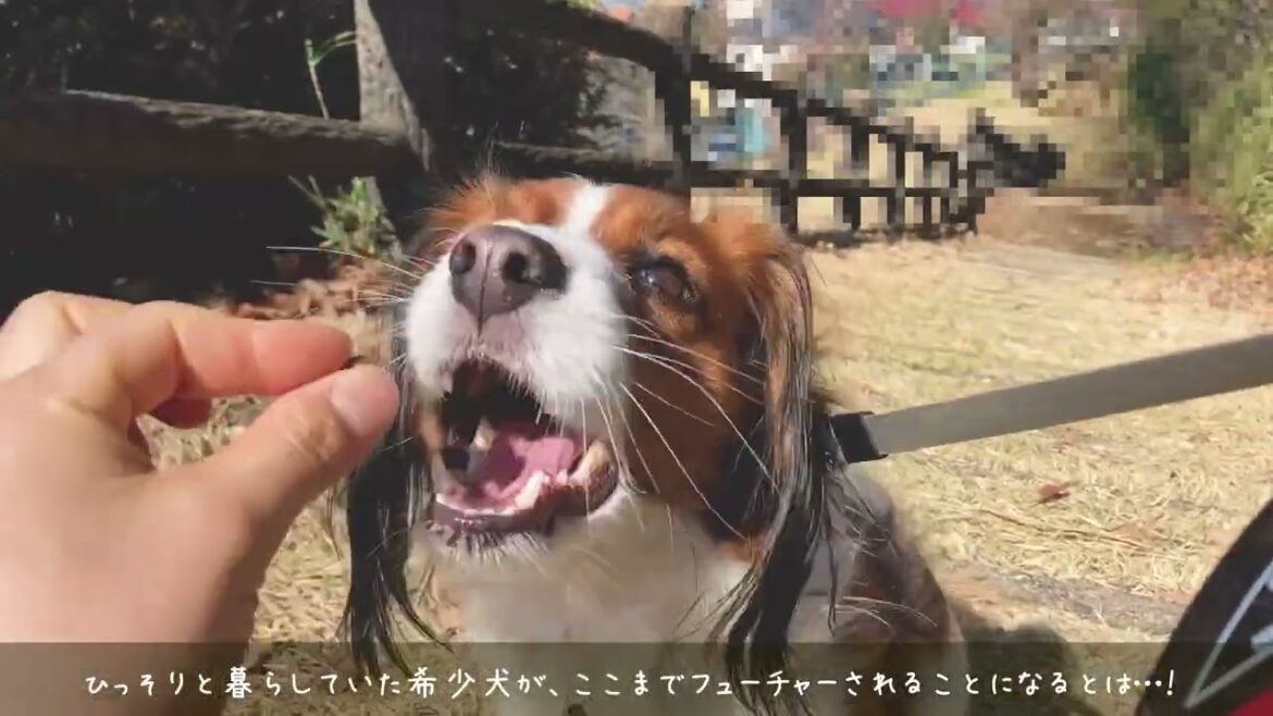 どうも、大谷翔平選手の飼っている犬です