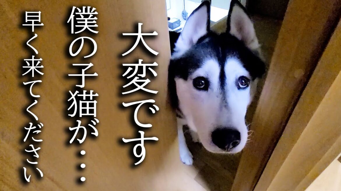 深夜にハスキー犬がくんくん騒いでるのでついて行くと子猫が...