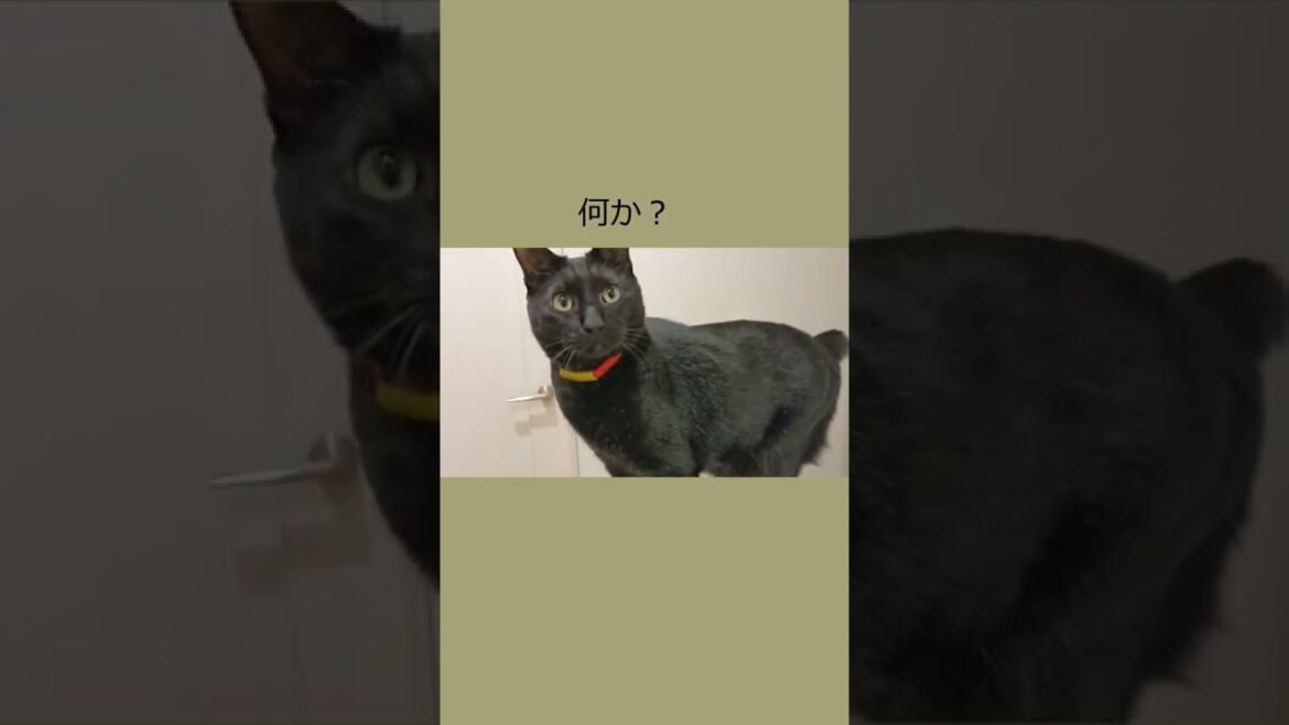 【保護猫】ボブテイル黒猫とオッドアイ白猫!イタズラしたい!! #Shorts 【保護猫】ボブテイル黒猫とオッドアイ白猫!イタズラしたい!! #Shorts