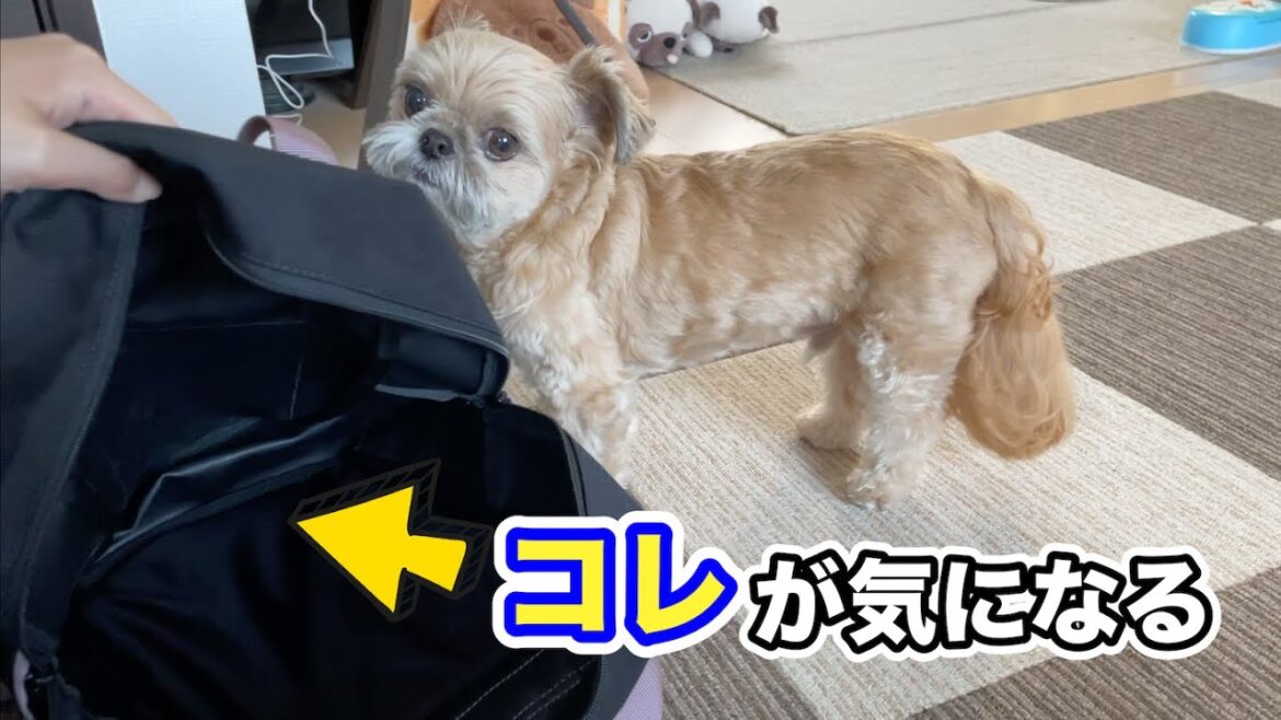 どうしても気になる！新しいリュックを調査したい犬 チワワ×シーズー
