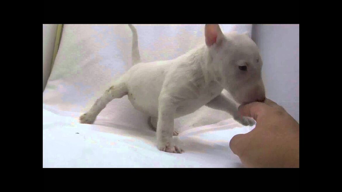 ミニチュアブルテリアの子犬03