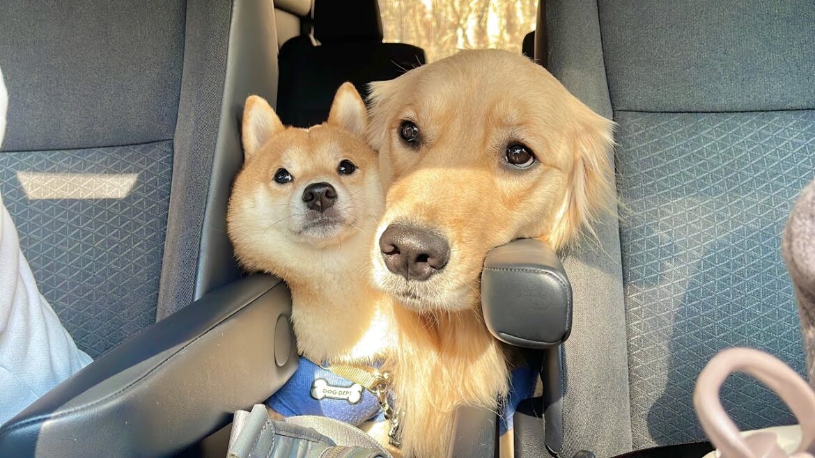 まだ遊び足りないと座席の間から訴えてくる豆柴とゴールデンレトリバーが可愛すぎました… まだ遊び足りないと座席の間から訴えてくる豆柴とゴールデンレトリバーが可愛すぎました...