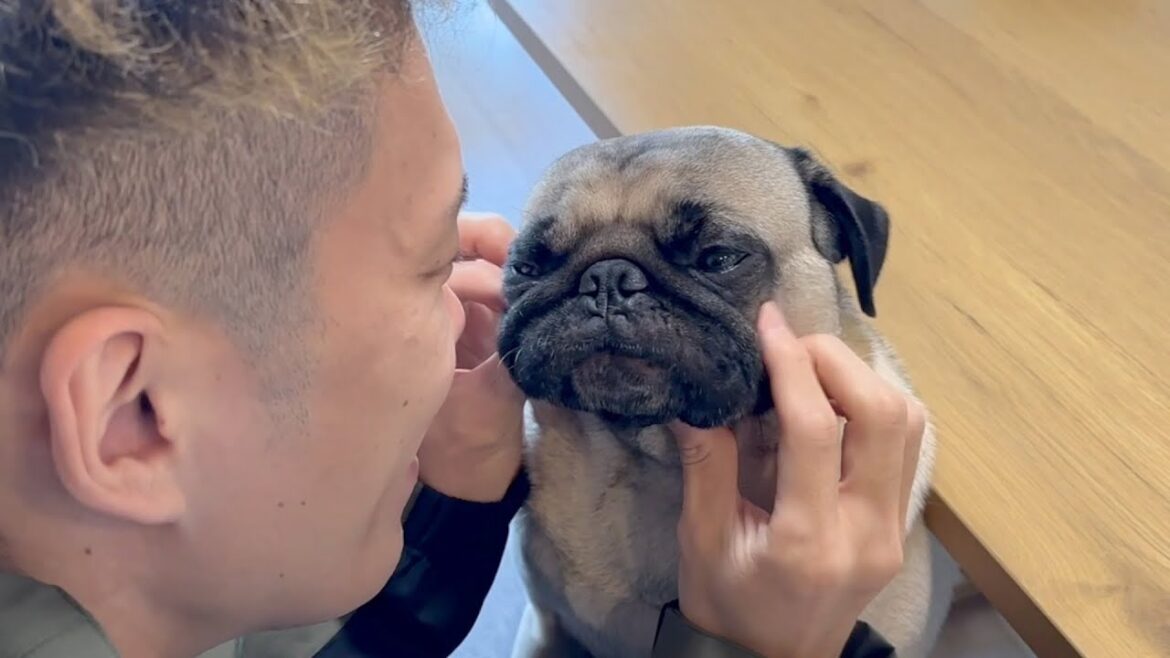 【パグ3歳】ちゃーくんの気持ちいいところマッサージしたら…