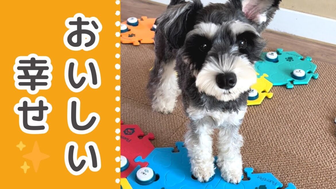 しあわせな時間【しゃべる犬】