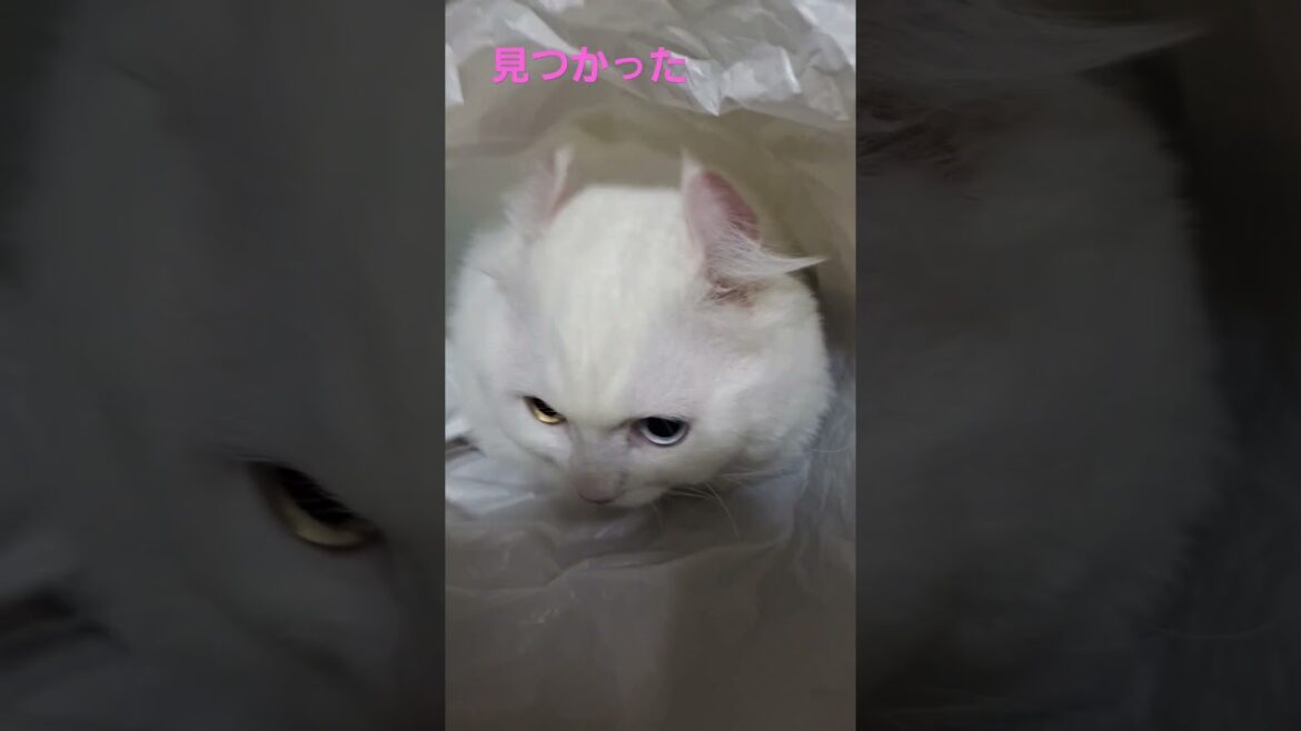 【オッドアイ幸せを呼ぶ猫】袋大好きラビちゃん#猫はcat#白猫#キンカロー#shorts
