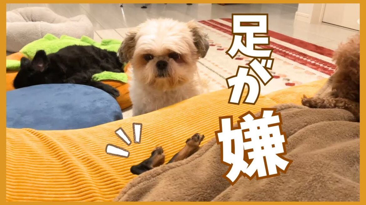 ブツブツ言う犬は足が苦手らしいwww~多頭飼い~チワワ・シーズー・ミニチュアピンシャー・トイプードル ブツブツ言う犬は足が苦手らしいwww~多頭飼い~チワワ・シーズー・ミニチュアピンシャー・トイプードル