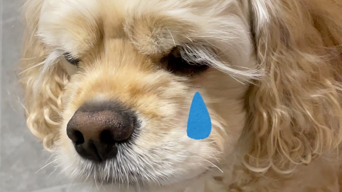 母がいないと泣いちゃうアメリカンコッカースパニエル