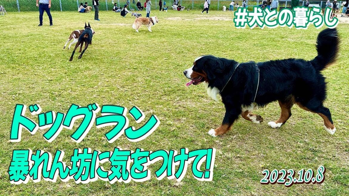 犬との暮らし／ドッグランに潜む危険、、ならず者に気をつけて！(^^;;