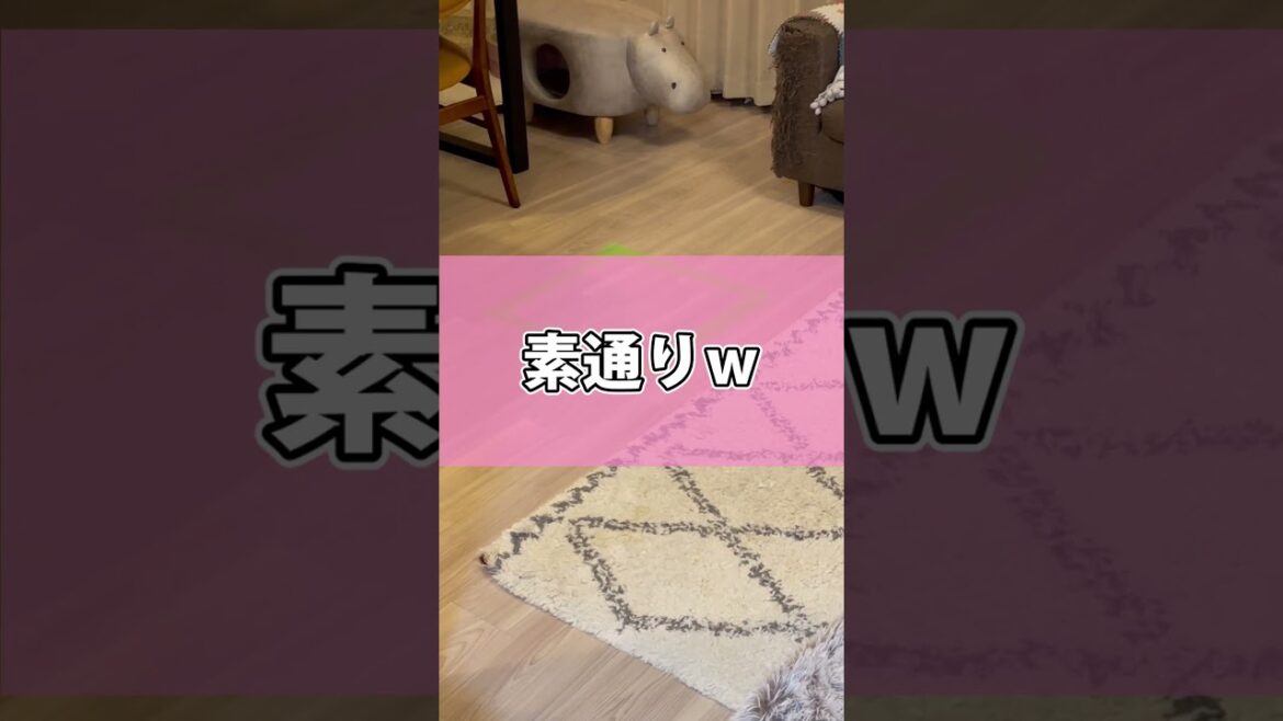 テープで囲いを作ったら猫さんは入る？入らない？ #shorts #猫 #アビシニアン