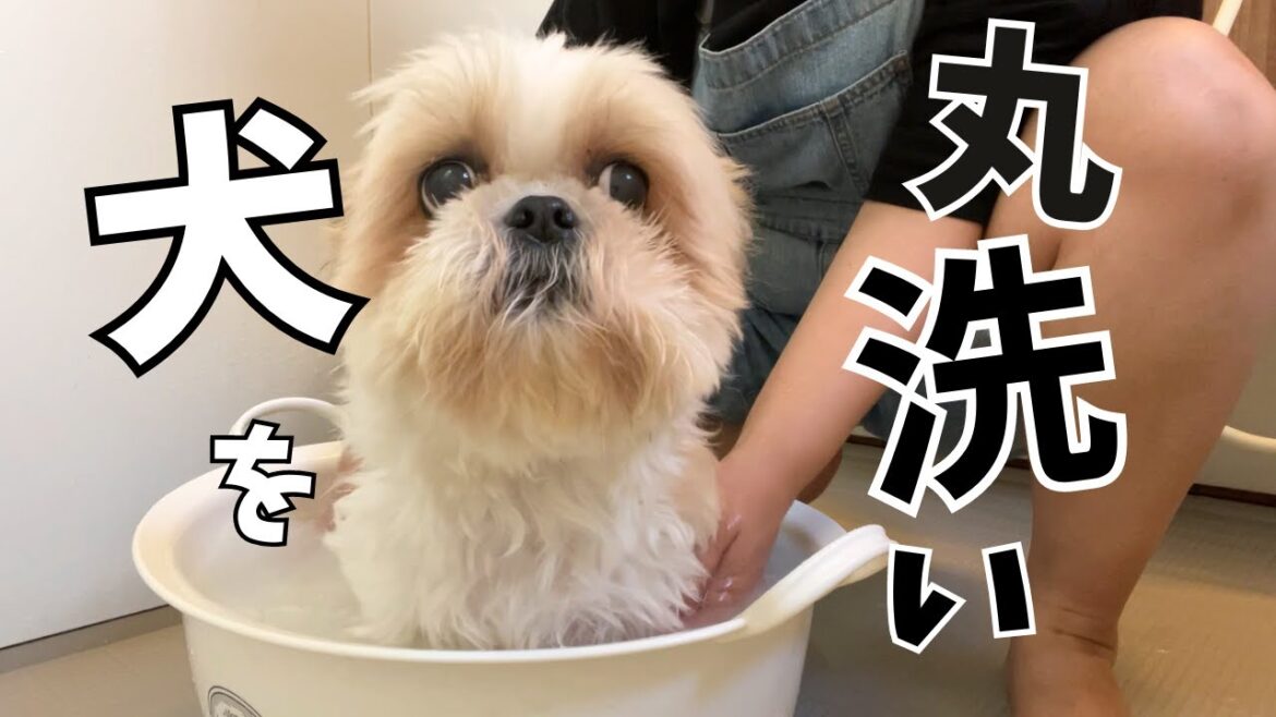 泥棒さんになった犬。この茶色がとれるかしら？白くなってほしいと願うwww～多頭飼い～チワワ・シーズー・ミニチュアピンシャー・トイプードル