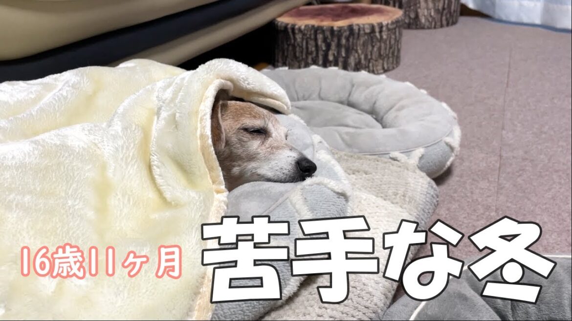 【もうすぐ17歳】色々あるけど無理せず苦手な冬を乗り切ろう！