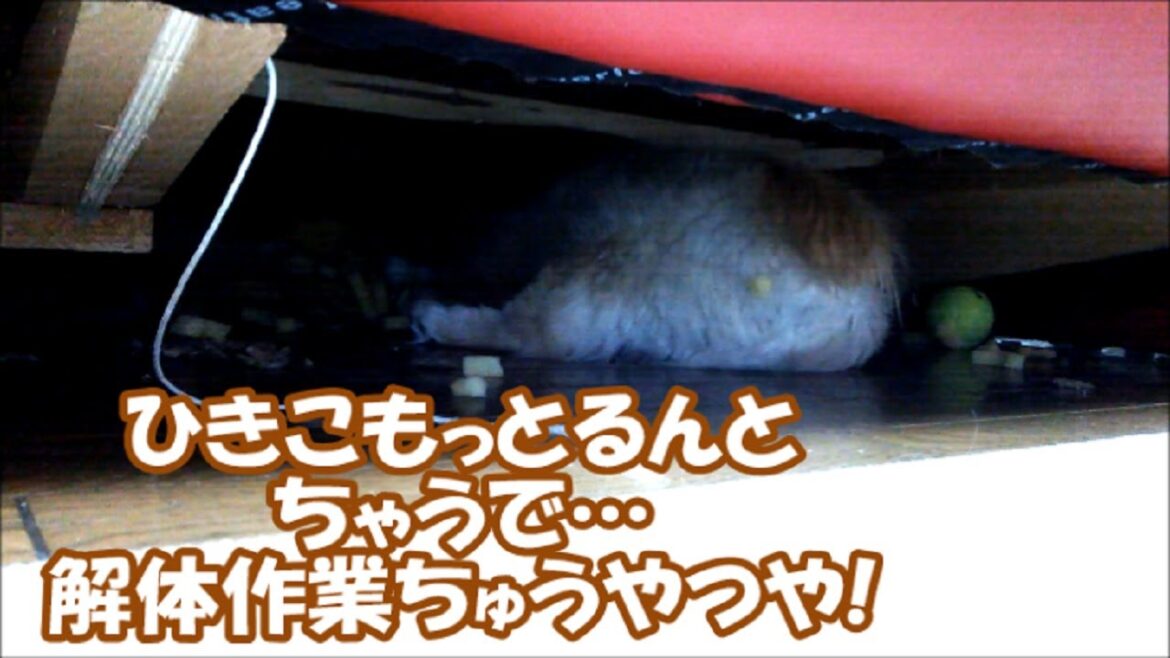 ひきこもっとるんとちゃう、解体作業ちゅうやつや…& 若い頃も荒くれ者!?