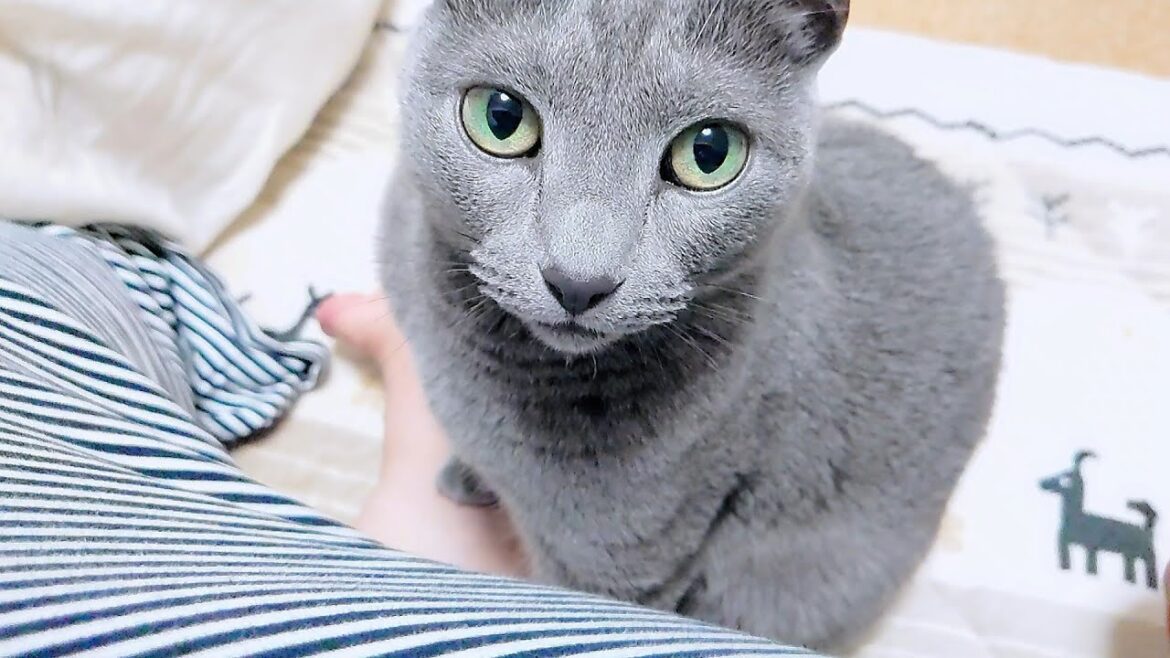 【猫動画】早く寝ようと誘うロシアンブルー【russianbule】Russian blue invites you to go to bed ear