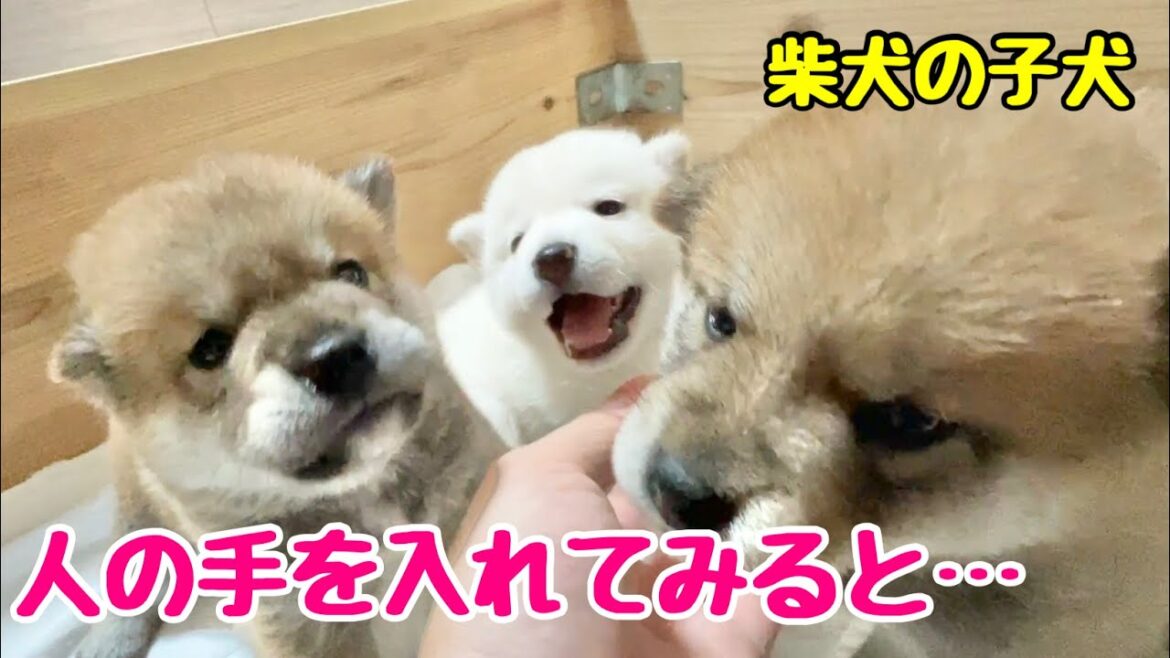 【柴犬 子犬】人間にも興味を持ち始めてきた子犬