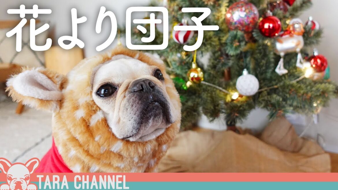クリスマスよりおやつの食いしん坊なフレブル