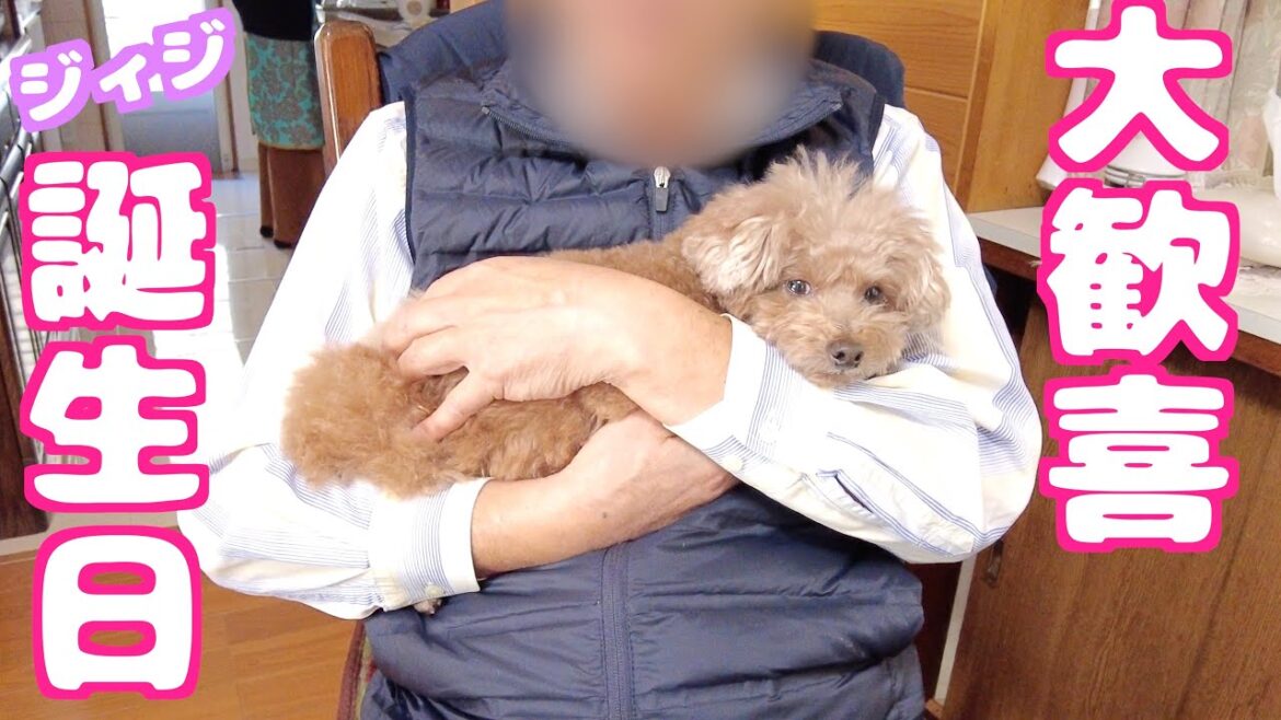 ジィジ76歳の誕生日をお祝いしに行ったら愛犬が大歓喜してました♪
