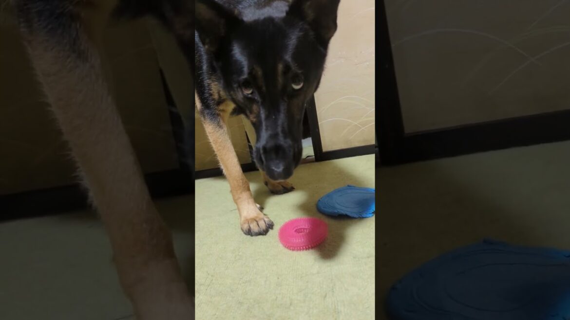 眠くて、やる気のないシェパード#犬のいる暮らし #かわいい大型犬