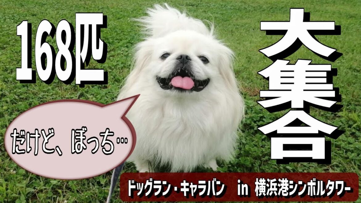 ペキニーズイベントで“ぼっち”を楽しむペキニーズ#横浜港シンボルタワー