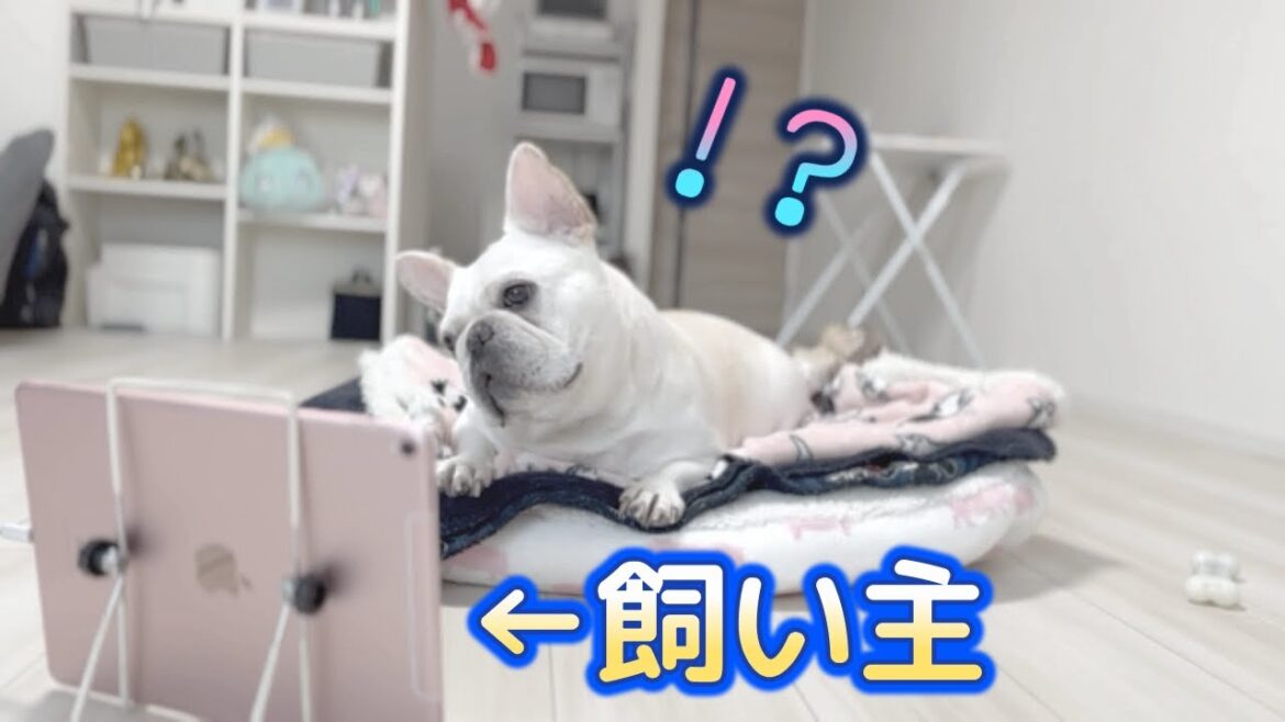 画面越しから話しかけたら犬の反応がやばすぎたwww【フレンチブルドッグ frenchbulldog】 画面越しから話しかけたら犬の反応がやばすぎたwww【フレンチブルドッグ frenchbulldog】