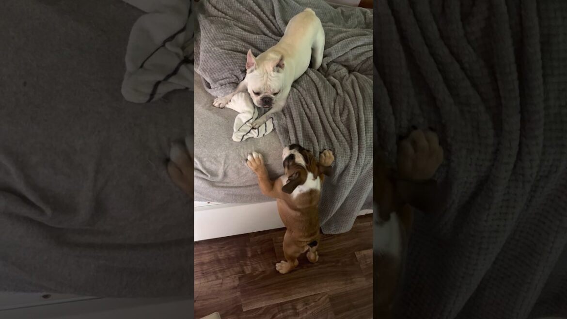 生後4ヶ月のブルドッグの後ろ姿がかわいすぎる…