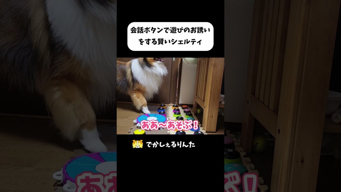 会話ボタンで遊びのお誘いをする賢いシェルティ #shorts