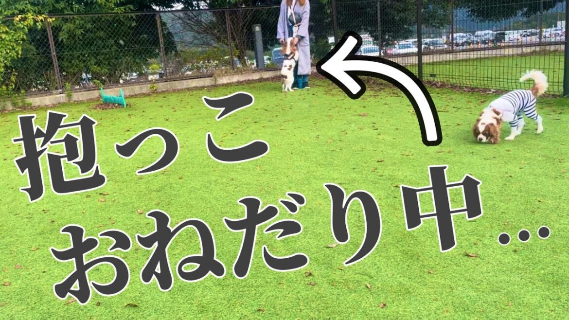 サービスエリアのドッグランで犬見知り発動…⁉︎キャバリアの祭典【FUJIDOG】に向けて山梨へ出発‼︎