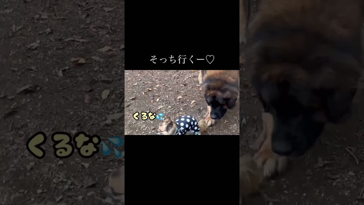 【レオンベルガー】小型犬をストーカーする超大型犬【チワワ】 #shorts #レオンベルガー #ちわわ