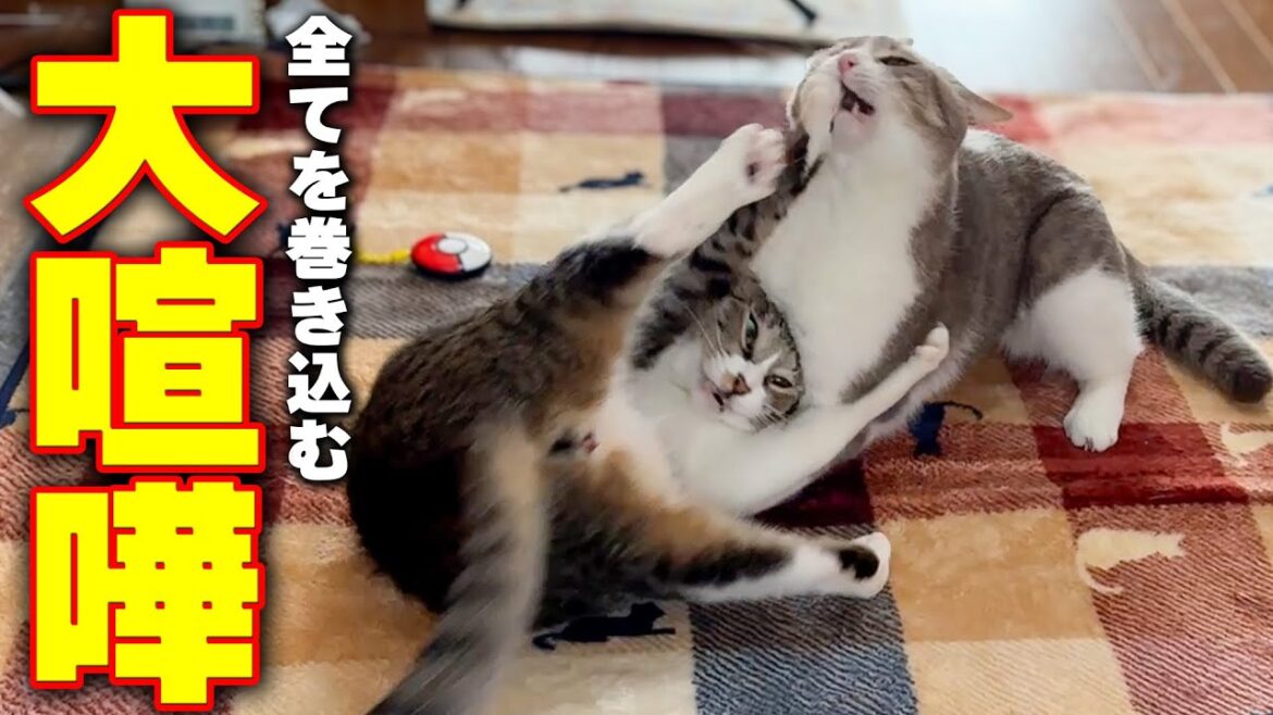 実家の猫達の大喧嘩に巻き込まれて最悪な被害が出てしまいました…