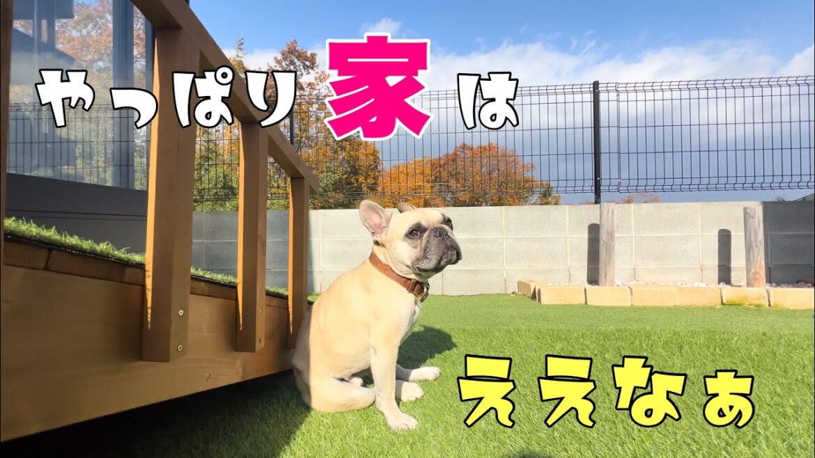 ㊗退院!久しぶりのわが家を堪能するフレンチブルドッグ ㊗退院!久しぶりのわが家を堪能するフレンチブルドッグ